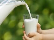 Les gays boivent à nouveau du lait – voici pourquoi