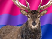 Qu'est-ce qu'un bisexuel «Soft Stag»? Les experts LGBTQ + Sex and Dating expliquent le type saphique