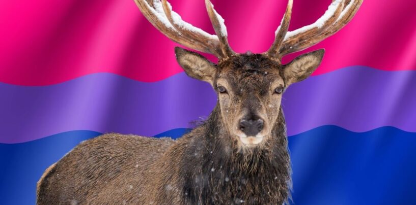 Qu'est-ce qu'un bisexuel «Soft Stag»? Les experts LGBTQ + Sex and Dating expliquent le type saphique