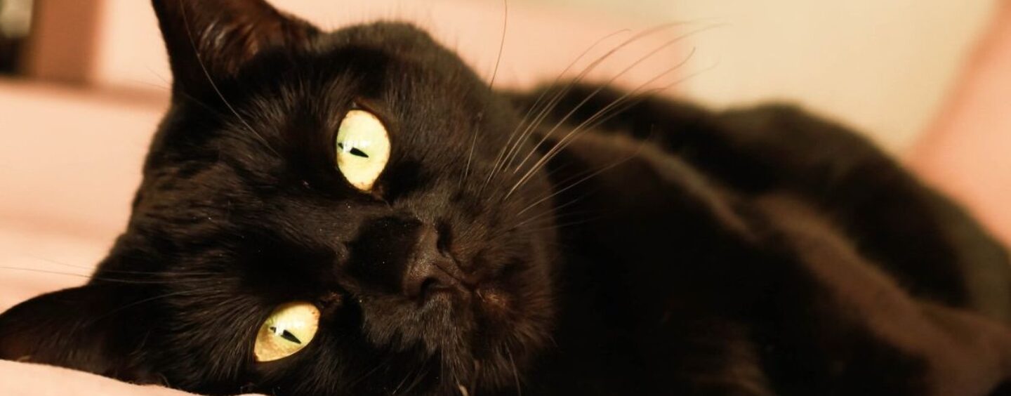 Qu'est-ce qu'un «petit ami de chat noir» et les gays en veulent-ils un? Un expert en rencontres explique