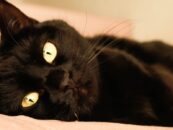 Qu'est-ce qu'un «petit ami de chat noir» et les gays en veulent-ils un? Un expert en rencontres explique