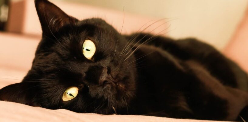 Qu'est-ce qu'un «petit ami de chat noir» et les gays en veulent-ils un? Un expert en rencontres explique