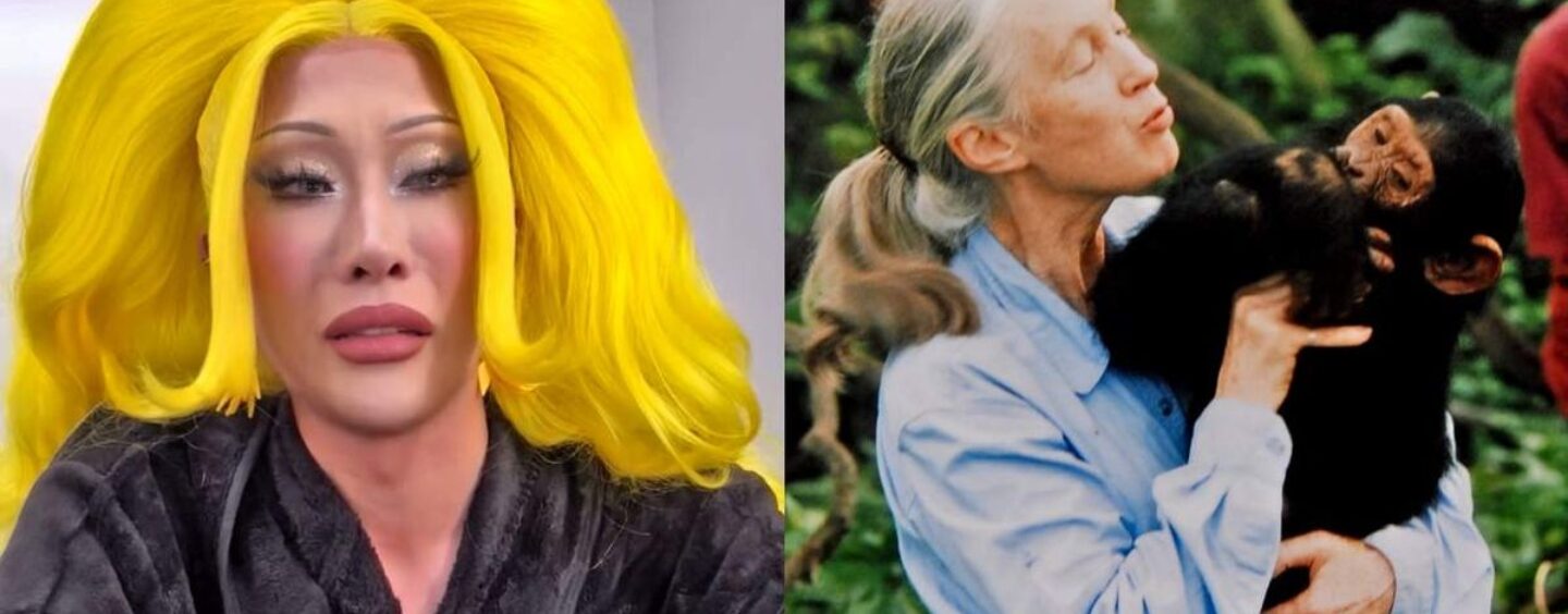 Nymphia Wind de Drag Race honore Jane Goodall avec la vidéo déchirante