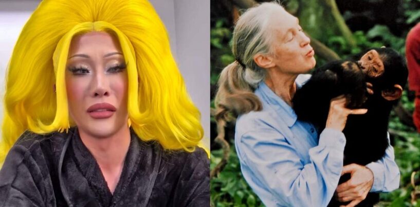 Nymphia Wind de Drag Race honore Jane Goodall avec la vidéo déchirante