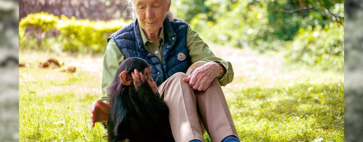 Si vous étiez étonné de ce que Jane Goodall a fait pour notre planète, imaginez ce que vous pourriez faire