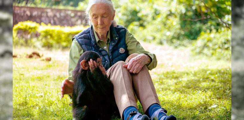 Si vous étiez étonné de ce que Jane Goodall a fait pour notre planète, imaginez ce que vous pourriez faire