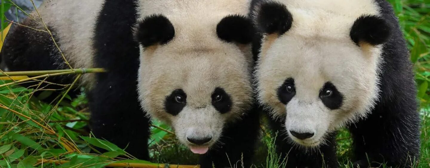 Des Chinois arrêtés pour avoir partagé une photo de « pandas gays » modifiée par l'IA