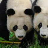 Des Chinois arrêtés pour avoir partagé une photo de « pandas gays » modifiée par l'IA