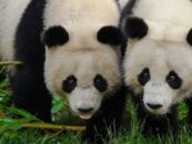Deux hommes arrêtés en Chine pour avoir partagé une photo de « pandas gays » modifiée par l'IA