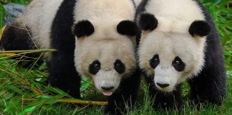 Deux hommes arrêtés en Chine pour avoir partagé une photo de « pandas gays » modifiée par l'IA