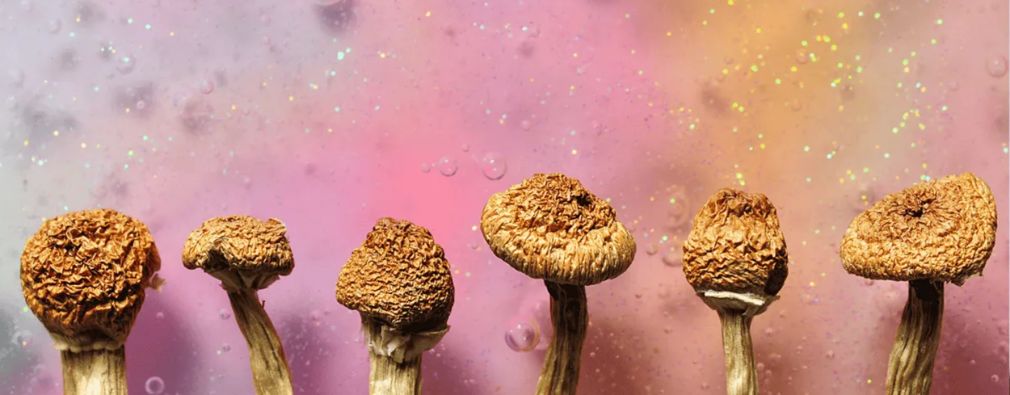 Les champignons magiques peuvent-ils aider à lutter contre la crise de la méthamphétamine gay ?