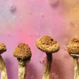 Les champignons magiques peuvent-ils aider à lutter contre la crise de la méthamphétamine gay ?