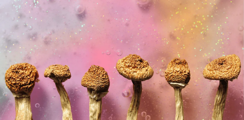Les champignons magiques peuvent-ils aider à lutter contre la crise de la méthamphétamine gay ?