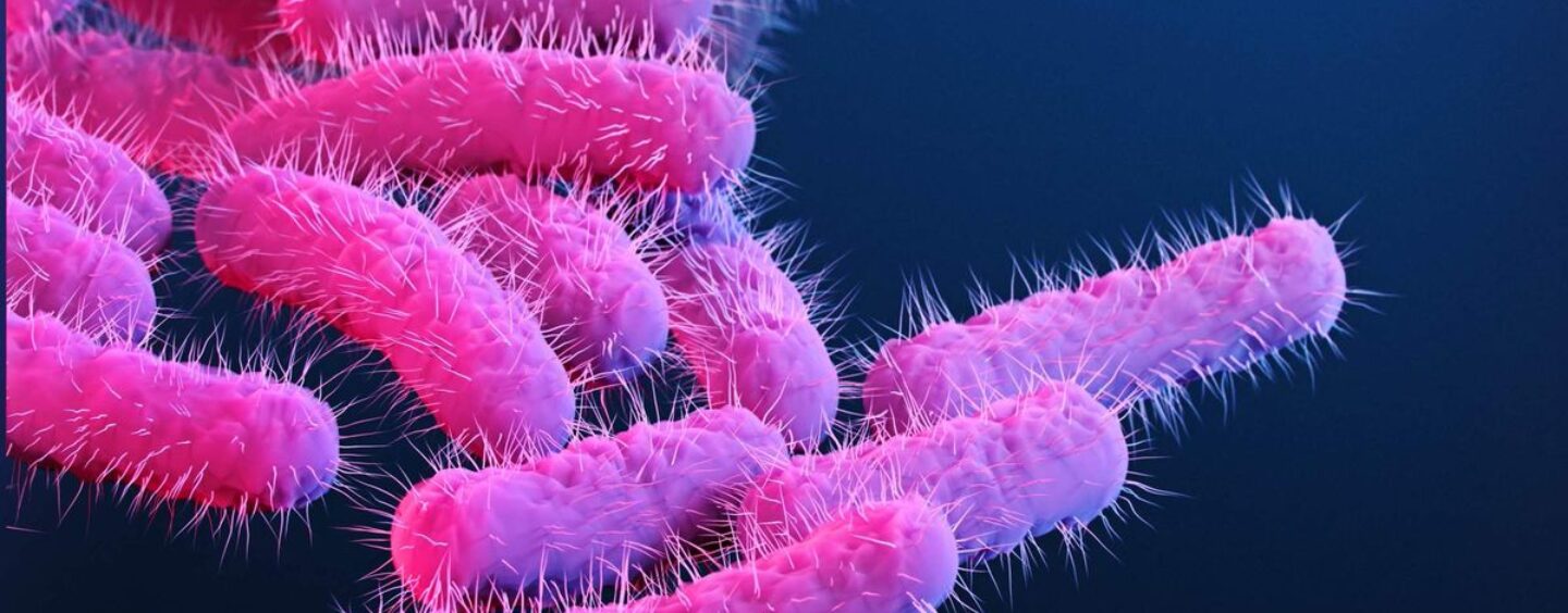 Une nouvelle souche de Shigella touche de manière disproportionnée les hommes queer. Pourquoi?