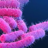 Une nouvelle souche de Shigella touche de manière disproportionnée les hommes queer. Pourquoi?