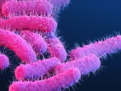 Une nouvelle souche de Shigella touche de manière disproportionnée les hommes queer. Pourquoi?