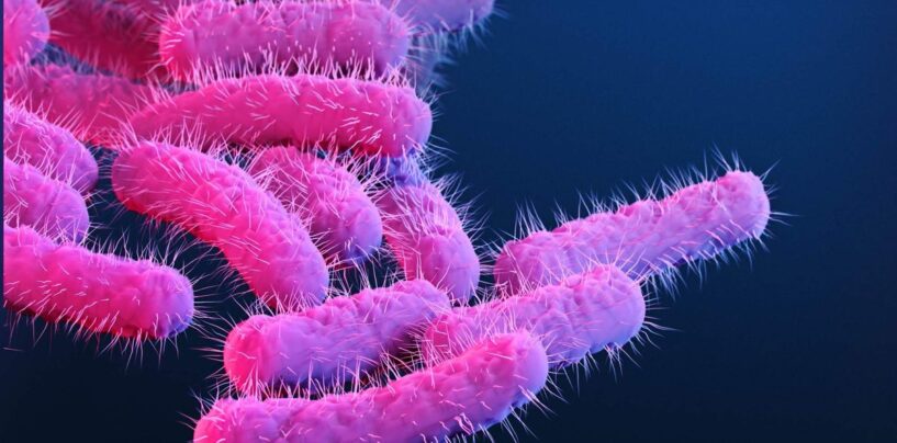 Une nouvelle souche de Shigella touche de manière disproportionnée les hommes queer. Pourquoi?