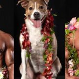 Des hommes musclés presque nus aident à sauver d'adorables chiens