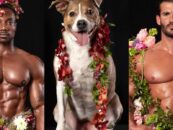 Des hommes musclés presque nus aident à sauver d'adorables chiens